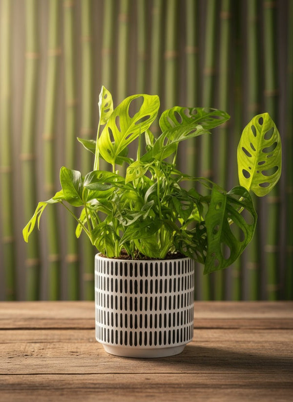 Swiss Cheese Plant - Potted plant - POTT-SWIS-GRW-2244 - Tumbleweed Plants - Online Plant Delivery Singapore