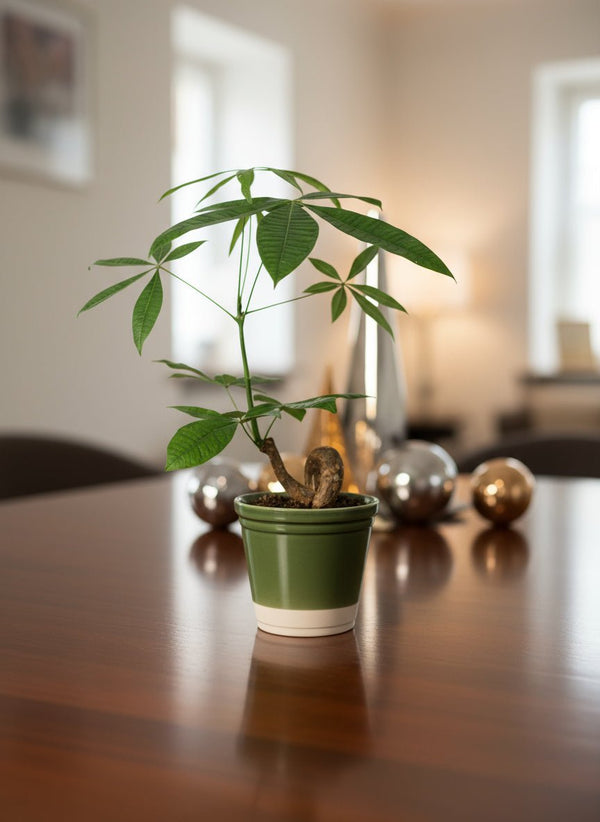 Money Tree Bonsai - Potted plant - GIFT-BONS-GRW-3693 - Tumbleweed Plants - Online Plant Delivery Singapore