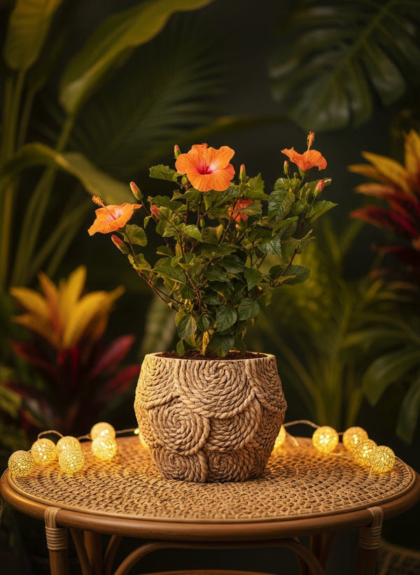 Hibiscus - Potted plant - POTT-HIBI-GRW-5141 - Tumbleweed Plants - Online Plant Delivery Singapore