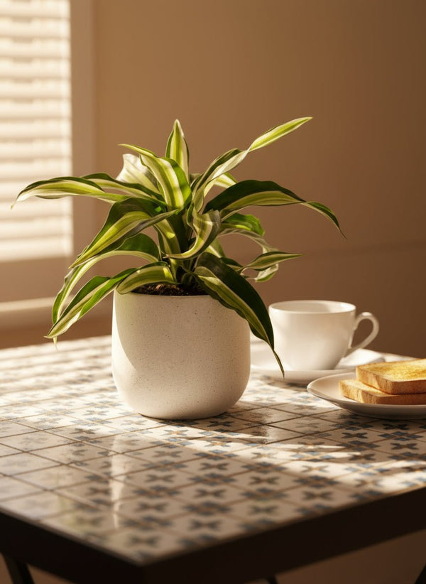 Dracaena Surprise - Potted plant - POTT-DRAC-GRW-5010 - Tumbleweed Plants - Online Plant Delivery Singapore