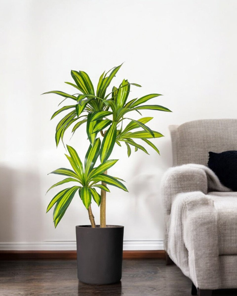 Brazil Iron Tree (Life - life Artificial) - Potted plant - 5364668702494 - Tumbleweed Plants - Online Plant Delivery Singapore