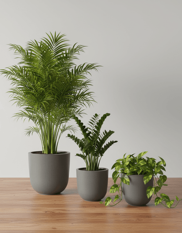 Minimalist Potted Plant Set - Plant Bundle - BUND-MINI-STF-7927 - Tumbleweed Plants - Online Plant Delivery Singapore