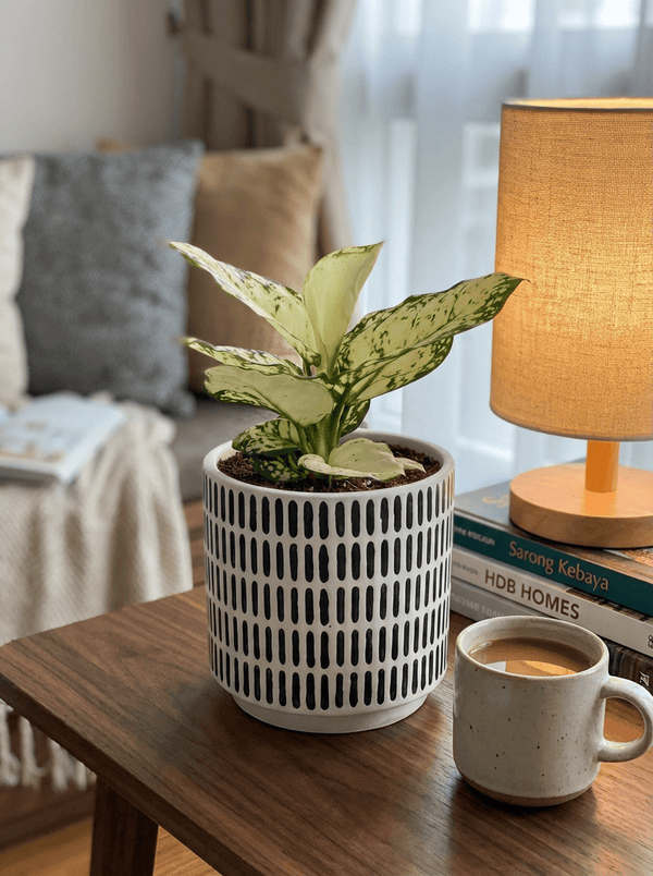 Aglaonema Snow White Plant - Potted plant - POTT-AGLA-GRW-5998 - Tumbleweed Plants - Online Plant Delivery Singapore