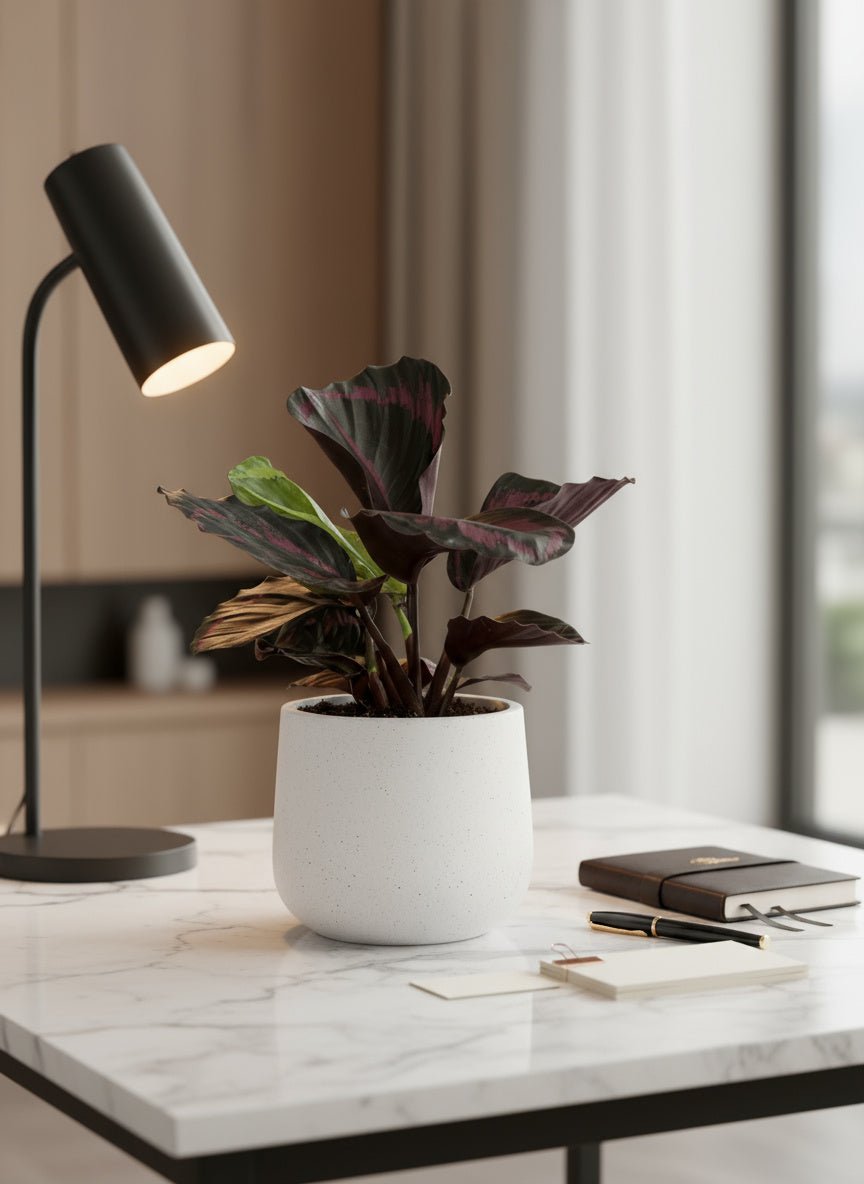 Calathea Roseopicta Purple - Potted plant - GIFT-CALA-GRW-5133 - Tumbleweed Plants - Online Plant Delivery Singapore