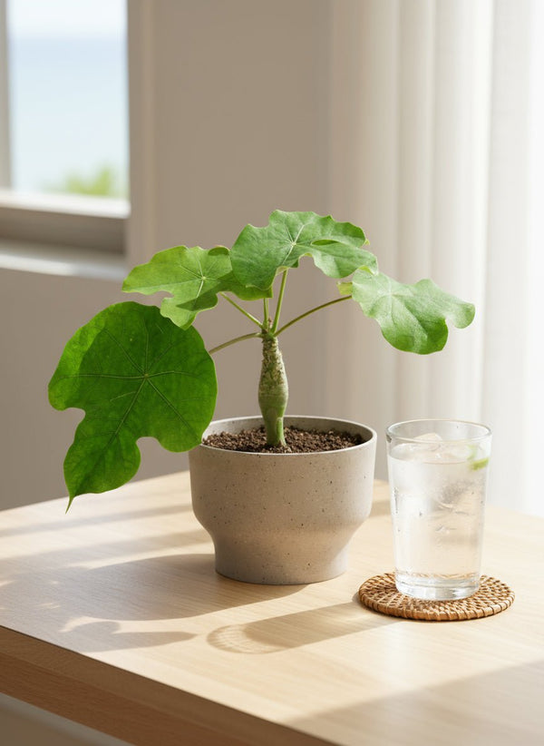 Jatropha Podagrica - Potted plant - POTT-JATR-GRW-6299 - Tumbleweed Plants - Online Plant Delivery Singapore
