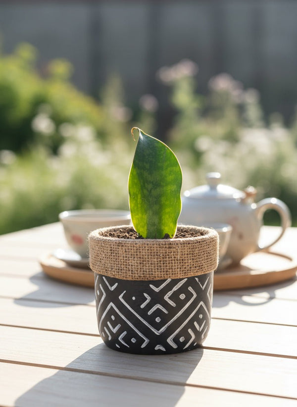 Baby Whale Fin Sansevieria Plant - Potted plant - POTT-BABY-GRW-5747 - Tumbleweed Plants - Online Plant Delivery Singapore