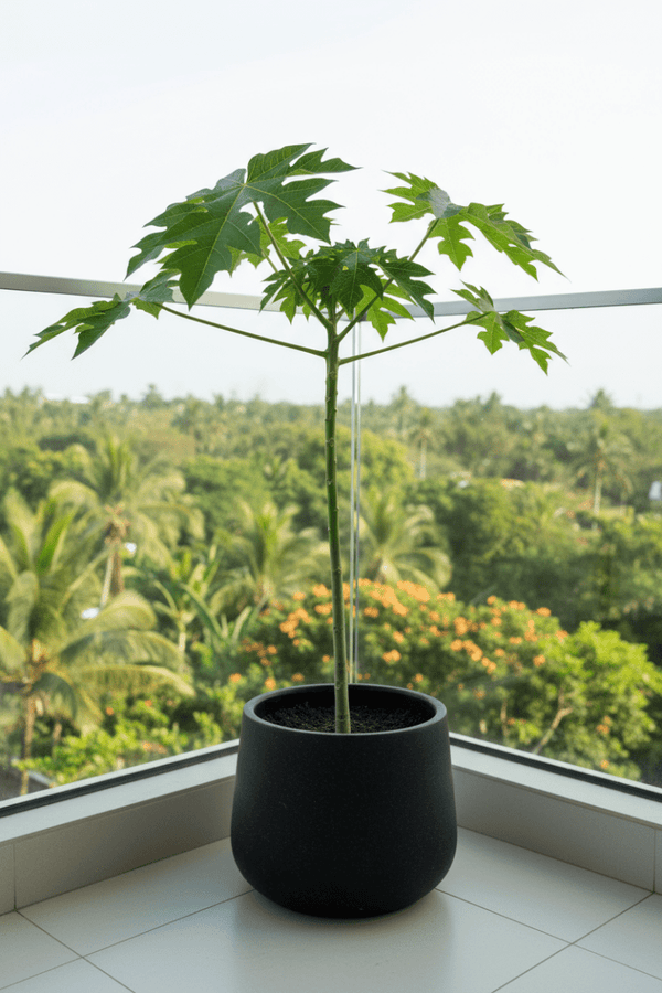 Papaya Plant Tall - Potted plant - POTT-PAPA-GRW-5264 - Tumbleweed Plants - Online Plant Delivery Singapore