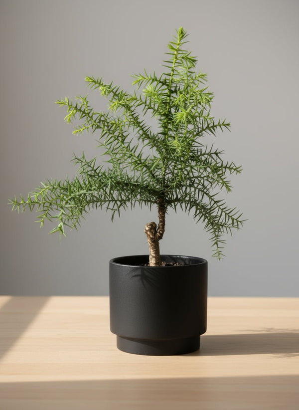 Araucaria cunninghamii - Hoop Pine Junior - Potted plant - POTT-ARAU-3771 - Tumbleweed Plants - Online Plant Delivery Singapore