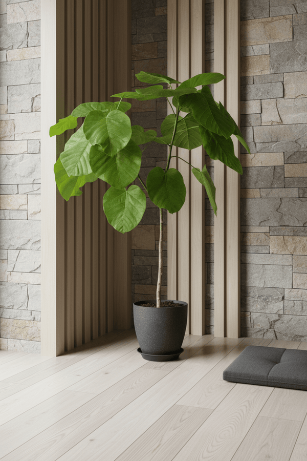 Ficus Umbellata Tree - Potted plant - JUST-FICU-CMG-3499 - Tumbleweed Plants - Online Plant Delivery Singapore