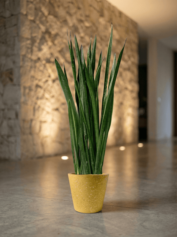 Sansevieria Black Gold - Potted plant - POTT-SANS-GRW-5235 - Tumbleweed Plants - Online Plant Delivery Singapore