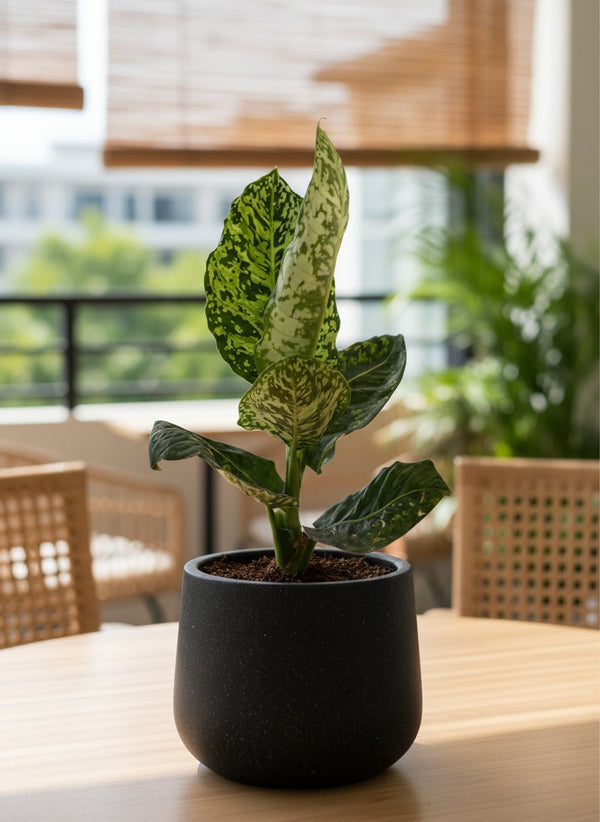 Dieffenbachia Cheetah - Potted plant - JUST-DIEF-GRW-2528 - Tumbleweed Plants - Online Plant Delivery Singapore