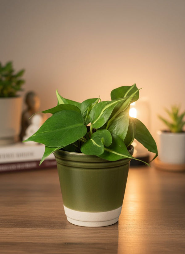 Philodendron Brasil - Potted plant - POTT-PHIL-GRW-1835 - Tumbleweed Plants - Online Plant Delivery Singapore
