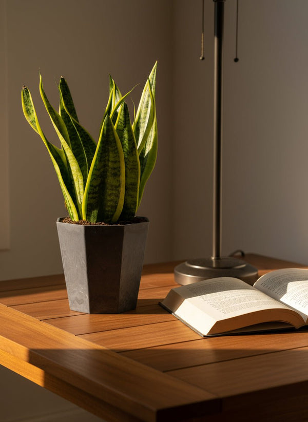 Sansevieria Trifasciata 'Futura Superba' - Potted plant - POTT-SANS-GRW-1867 - Tumbleweed Plants - Online Plant Delivery Singapore
