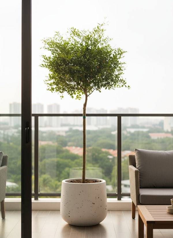 Finger Lime Tree (Australia) - Potted plant - POTT-FING-M-7283 - Tumbleweed Plants - Online Plant Delivery Singapore