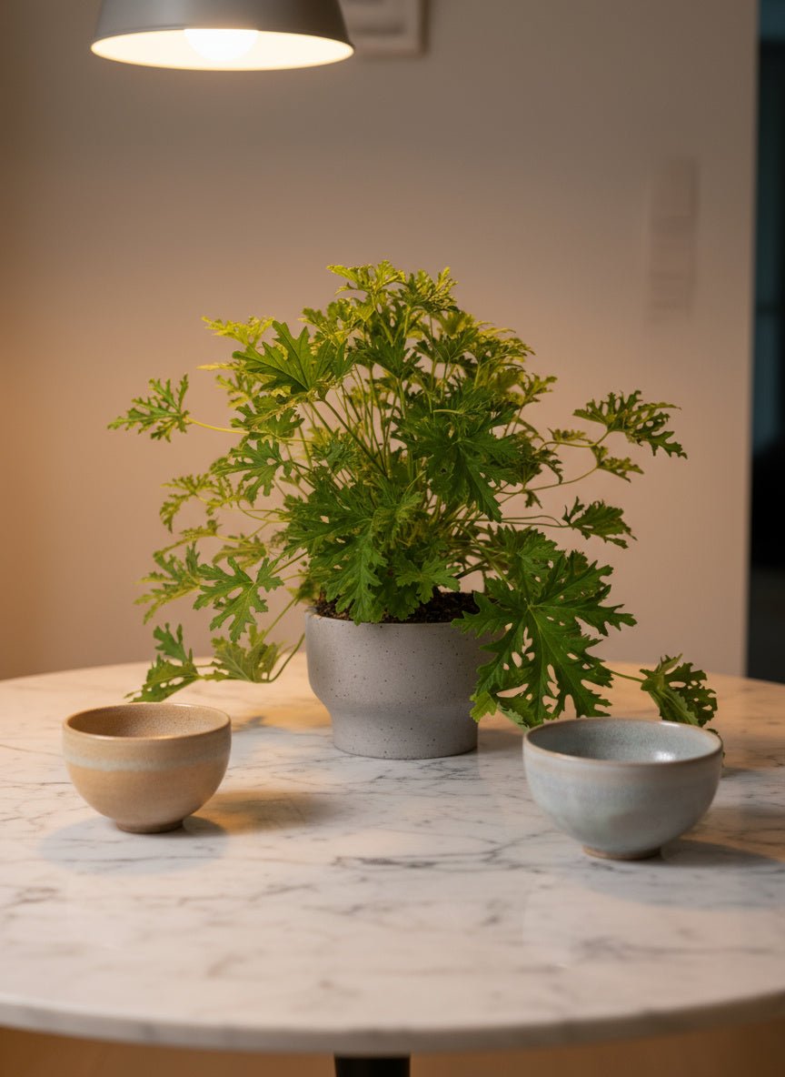 Mosquito Plant - Pelargonium Citrosum - Potted plant - POTT-MOSQ-GRW-3589 - Tumbleweed Plants - Online Plant Delivery Singapore