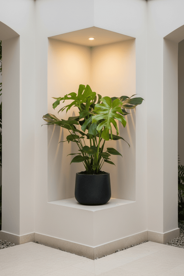 Monstera Deliciosa XL - Potted plant - POTT-MONS-GRW-6617 - Tumbleweed Plants - Online Plant Delivery Singapore