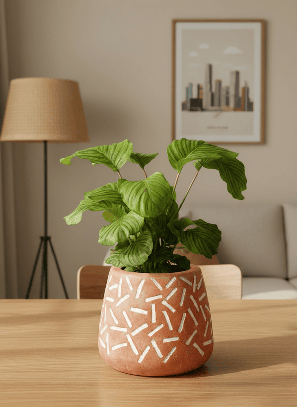 Calathea Orbifolia - Potted plant - POTT-CALA-GRW-2228 - Tumbleweed Plants - Online Plant Delivery Singapore