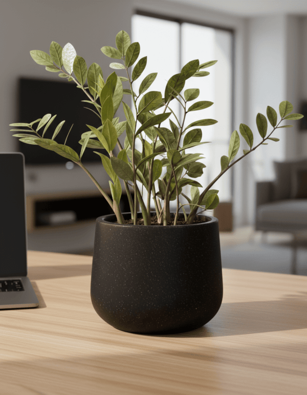 Zz Raven - Medium - Potted plant - POTT-MEDI-GRW-5713 - Tumbleweed Plants - Online Plant Delivery Singapore