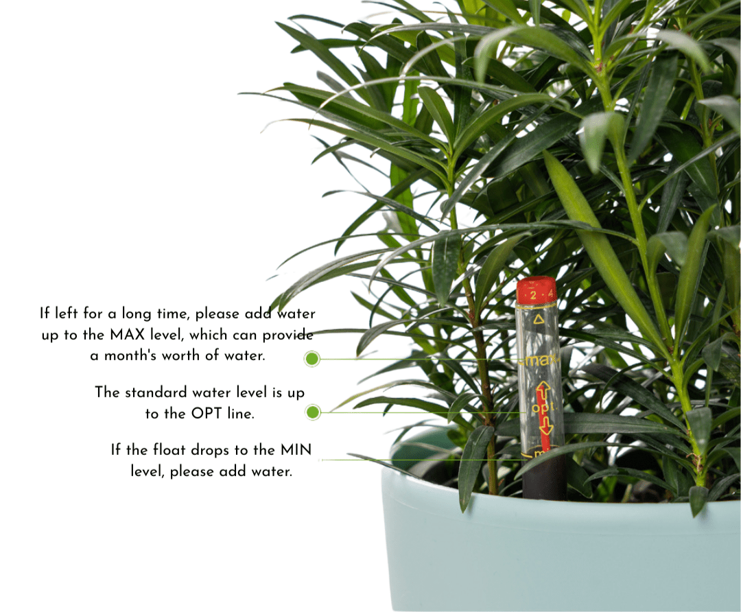Egg Stoneblast - HydroEase Pot - Pots - 5699291975885 - Tumbleweed Plants - Online Plant Delivery Singapore
