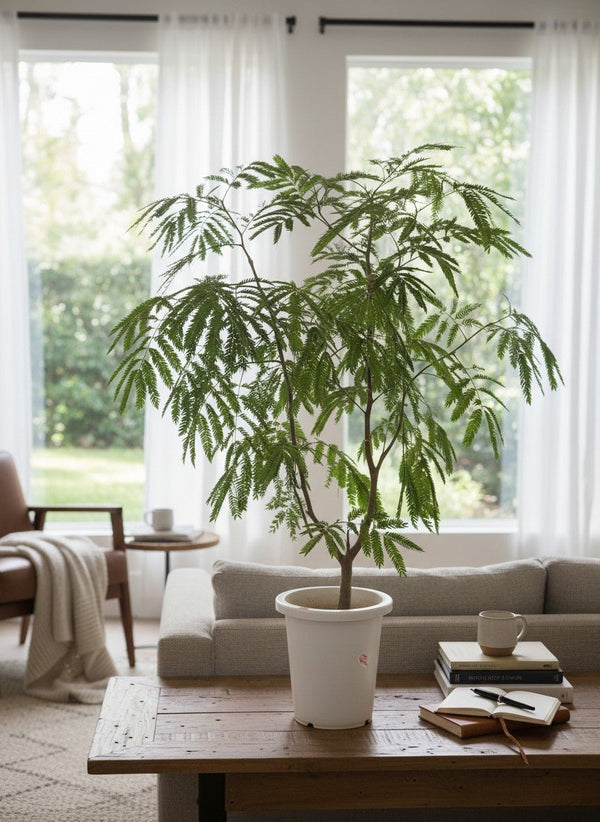 Everfresh Branching (Japan) - Potted plant - POTT-EVER-GRW-9928 - Tumbleweed Plants - Online Plant Delivery Singapore