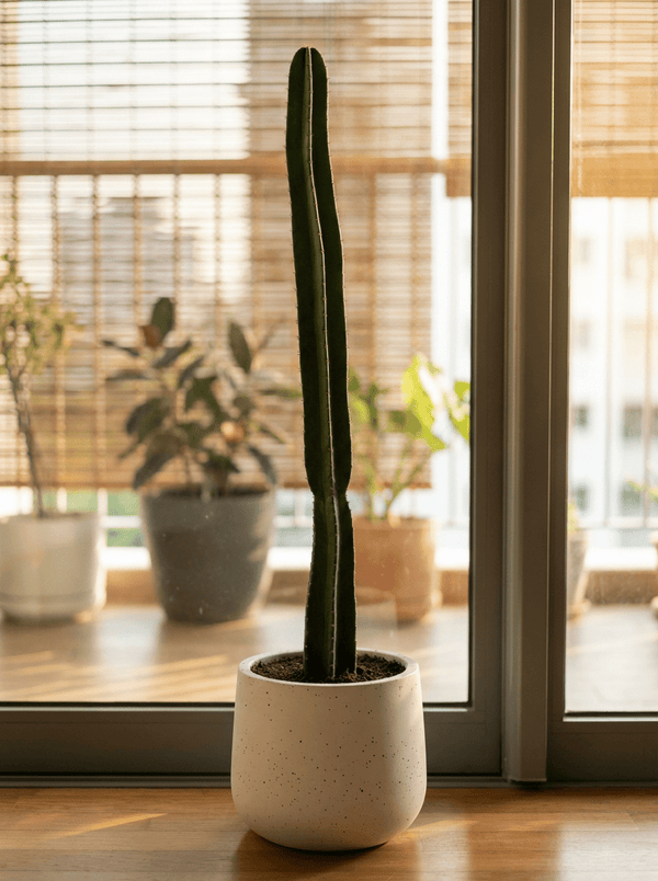 Hedge Cactus "Cereus repandus" - Potted plant - POTT-HEDG-GRW-5820 - Tumbleweed Plants - Online Plant Delivery Singapore