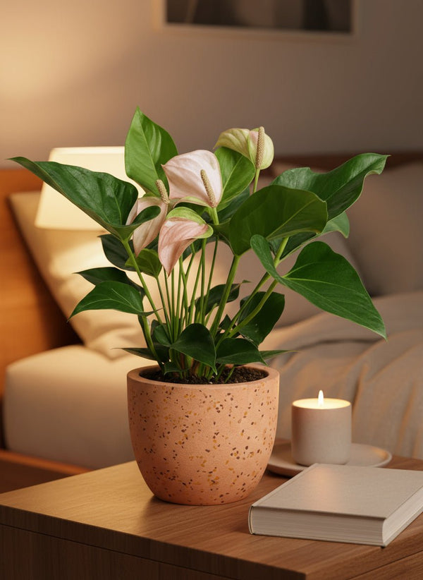 Anthurium Flamingo Pink - Potted plant - JUST-ANTH-GRW-2651 - Tumbleweed Plants - Online Plant Delivery Singapore