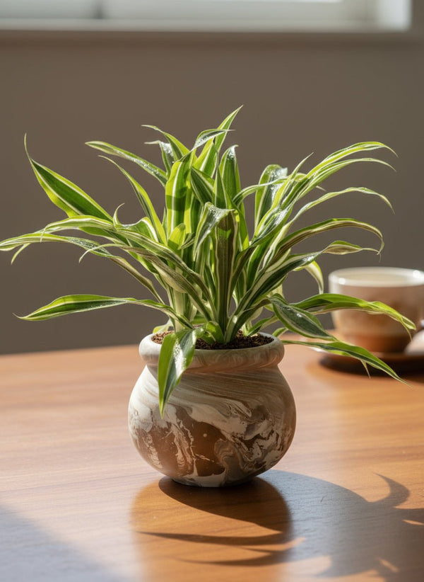 Dracena Fragrans Lemon Lime - Potted plant - POTT-DRAC-GRW-6243 - Tumbleweed Plants - Online Plant Delivery Singapore