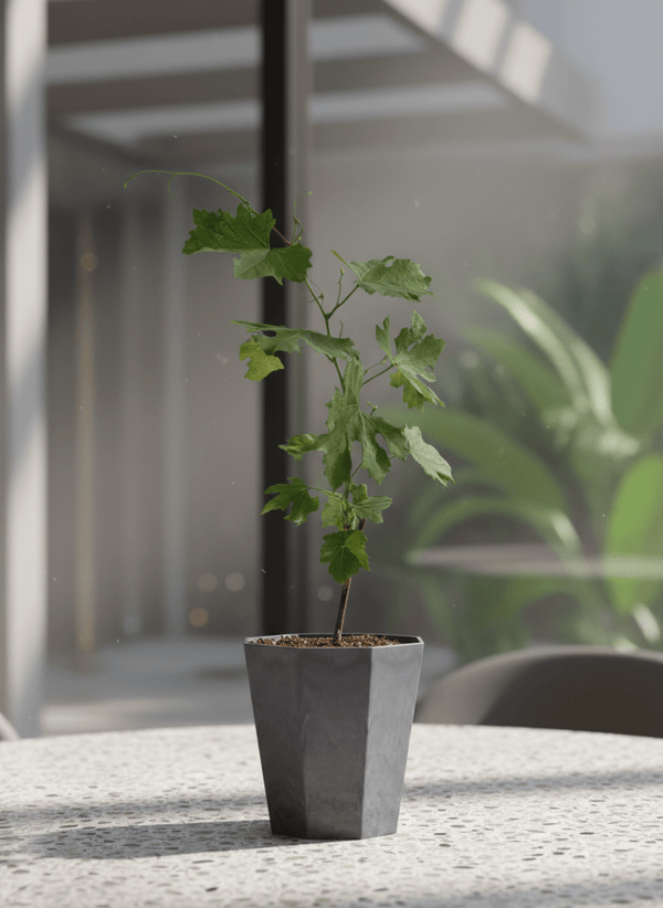 Vitis Vinifera - Grapes - Potted plant - POTT-VITI-GRW-3600 - Tumbleweed Plants - Online Plant Delivery Singapore