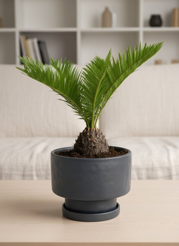 Sago Palm (0.3m) - Potted plant - JUST-SAGO-GRW-2394 - Tumbleweed Plants - Online Plant Delivery Singapore