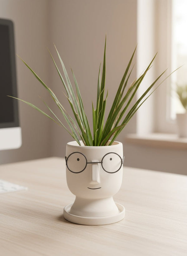 Dracaena Bicolour - Small - Potted plant - GIFT-DRAC-GRW-2793 - Tumbleweed Plants - Online Plant Delivery Singapore