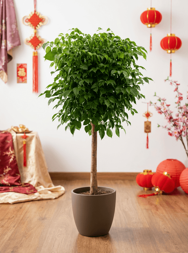 China Doll Tree (1.5m) - Potted plant - POTT-CHIN-GRW-7474 - Tumbleweed Plants - Online Plant Delivery Singapore