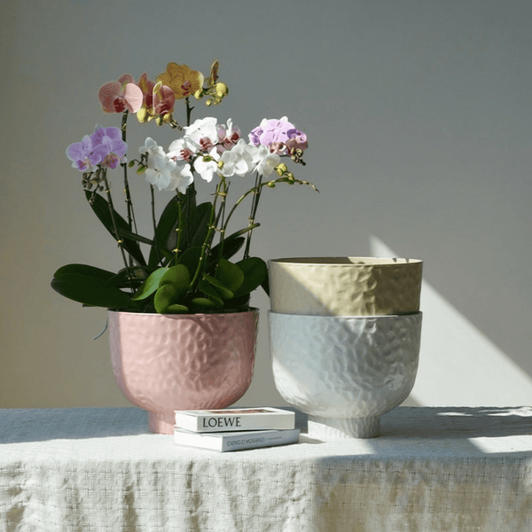 Luna Pearl Cloudstone Pot - Planter - 5960711876814 - Tumbleweed Plants - Online Plant Delivery Singapore