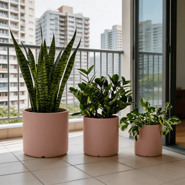 The Starter Kit - Plant Bundle - PROD-GREE-7071 - Tumbleweed Plants - Online Plant Delivery Singapore