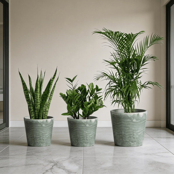Top Seller Trio Set - Plant Bundle - PROD-TOP-6568 - Tumbleweed Plants - Online Plant Delivery Singapore