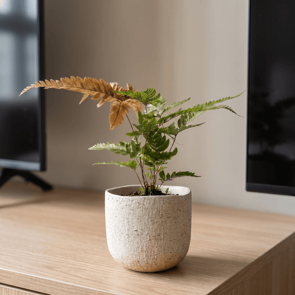 Tricolor Brake Fern - Potted plant - - Tumbleweed Plants - Online Plant Delivery Singapore
