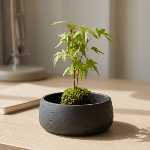 Acer Palmatum Yamamomiji (Japan) - Potted plant - - Tumbleweed Plants - Online Plant Delivery Singapore