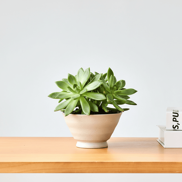 Stout Ceramic Pot - Small - Planter - 6114828895214 - Tumbleweed Plants - Online Plant Delivery Singapore