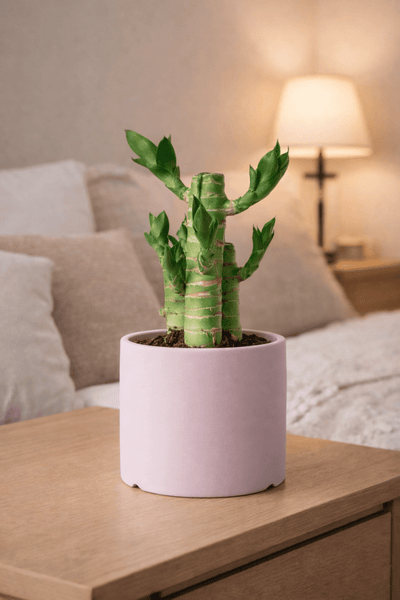 Classic Cylinder Pot - Small