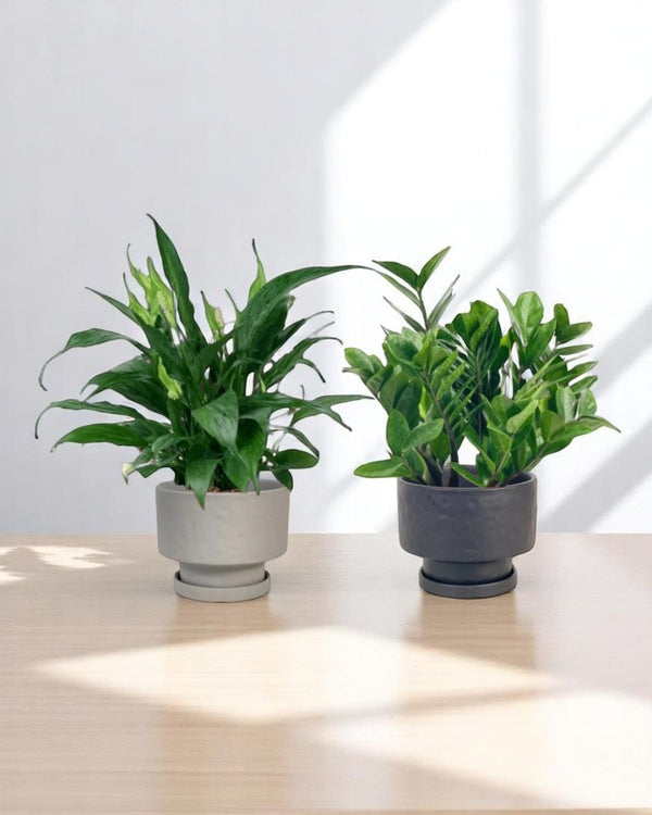 Mom’s Little Sanctuary - product - PROD - MOM - 6939 - Tumbleweed Plants - Online Plant Delivery Singapore