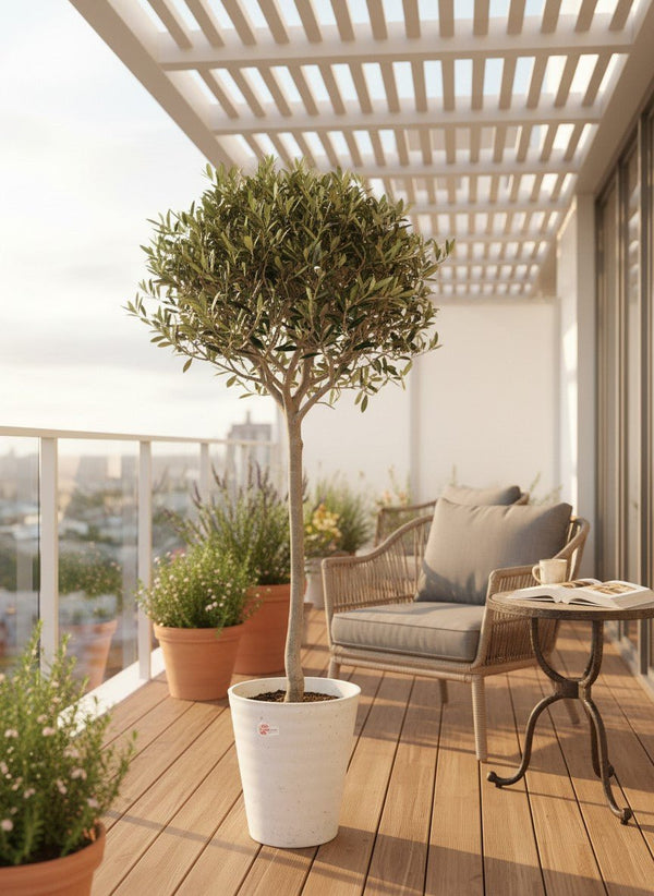 Olive Topiary - Japan - Potted plant - POTT-OLIV-GRW-9927 - Tumbleweed Plants - Online Plant Delivery Singapore