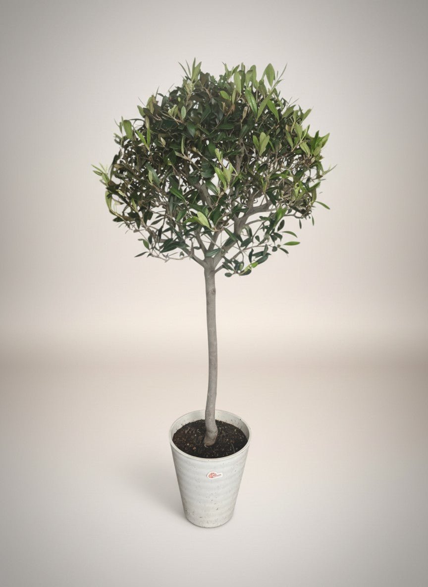 Olive Topiary - Japan - Potted plant - POTT-OLIV-GRW-9927 - Tumbleweed Plants - Online Plant Delivery Singapore