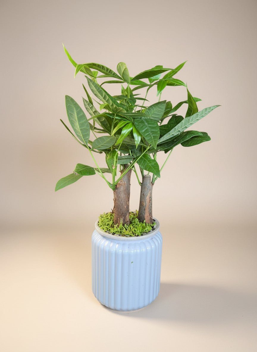 Skyrocket Hydro - Self Watering - Plant Arrangement - - Tumbleweed Plants - Online Plant Delivery Singapore