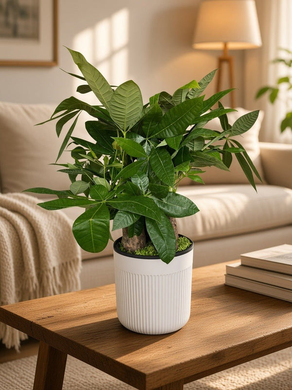 Pachira Triple Hydro – Self-Watering Money Tree - Plant Arrangement - - Tumbleweed Plants - Online Plant Delivery Singapore