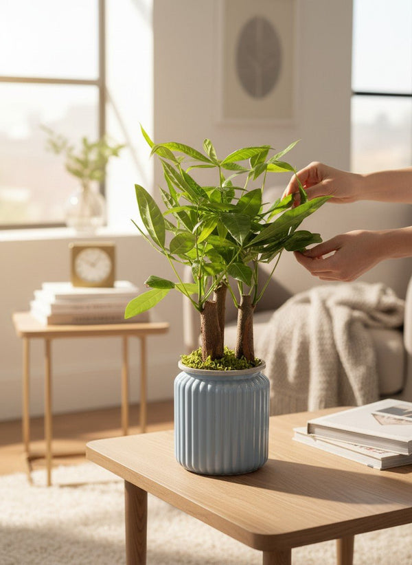 Skyrocket Hydro - Self Watering - Plant Arrangement - - Tumbleweed Plants - Online Plant Delivery Singapore