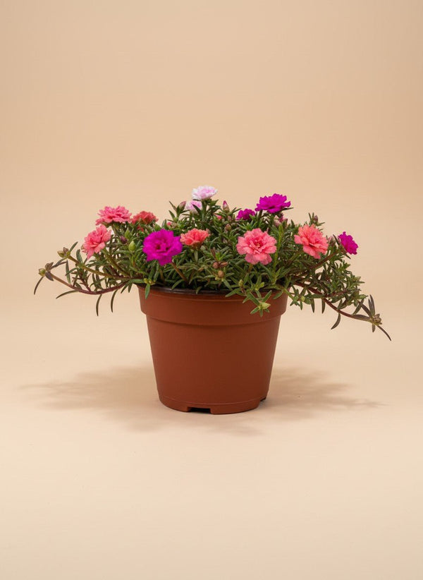 Moss Rose (Portulaca Grandiflora) - Potted plant - - Tumbleweed Plants - Online Plant Delivery Singapore