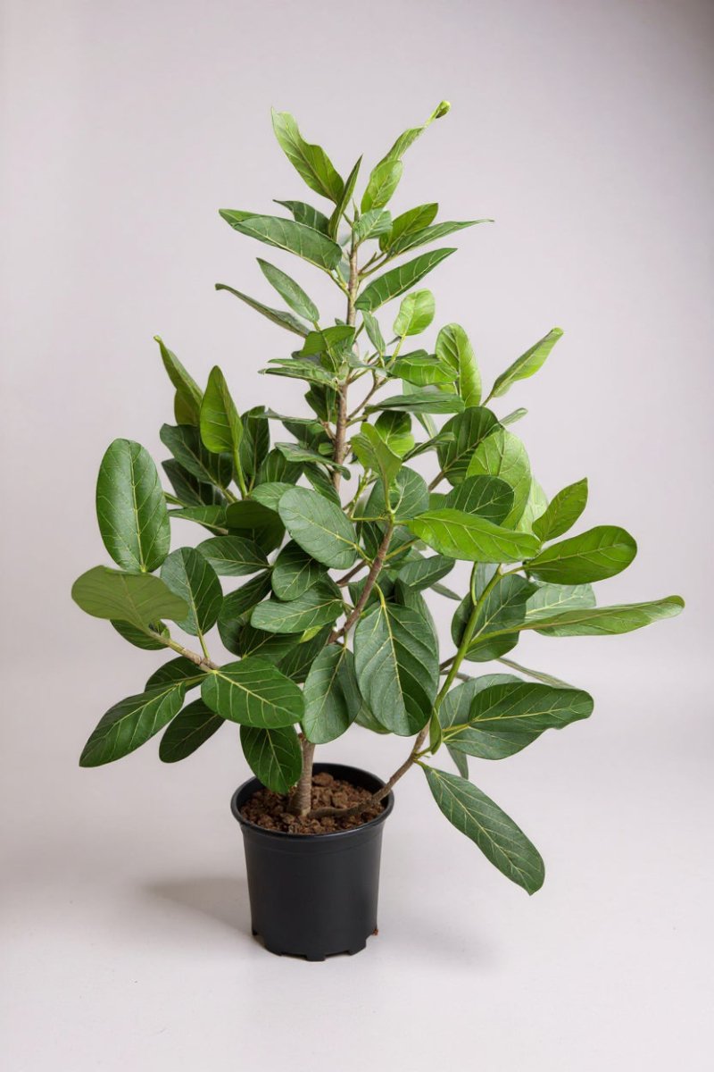 Ficus Audrey Tall - Potted plant - POTT-FICU-9777 - Tumbleweed Plants - Online Plant Delivery Singapore