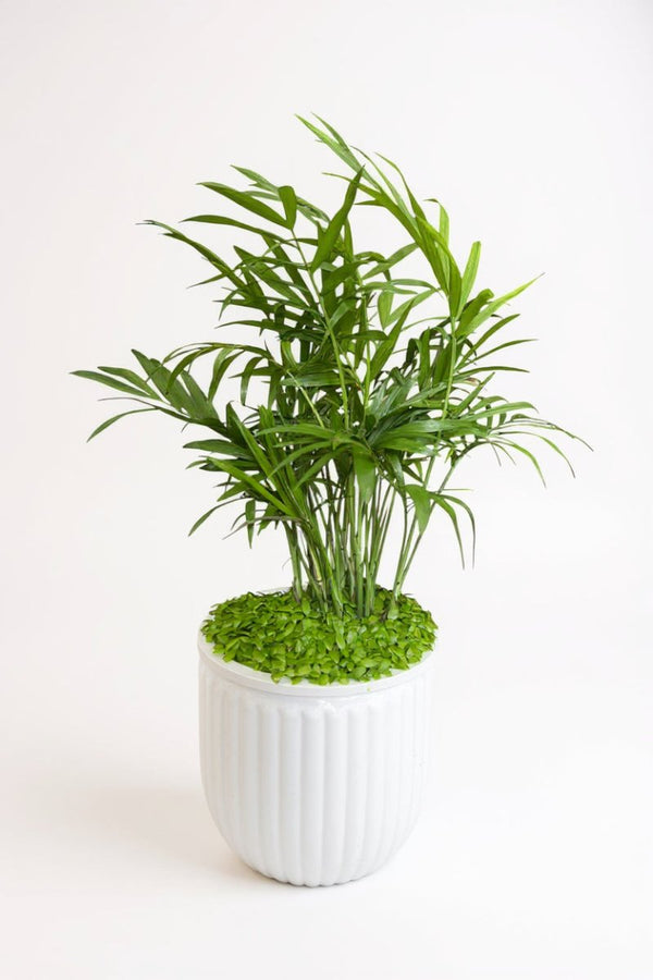 Java Palm Hydro - Self Watering - Plant Arrangement - PLAN-JAVA-9831 - Tumbleweed Plants - Online Plant Delivery Singapore