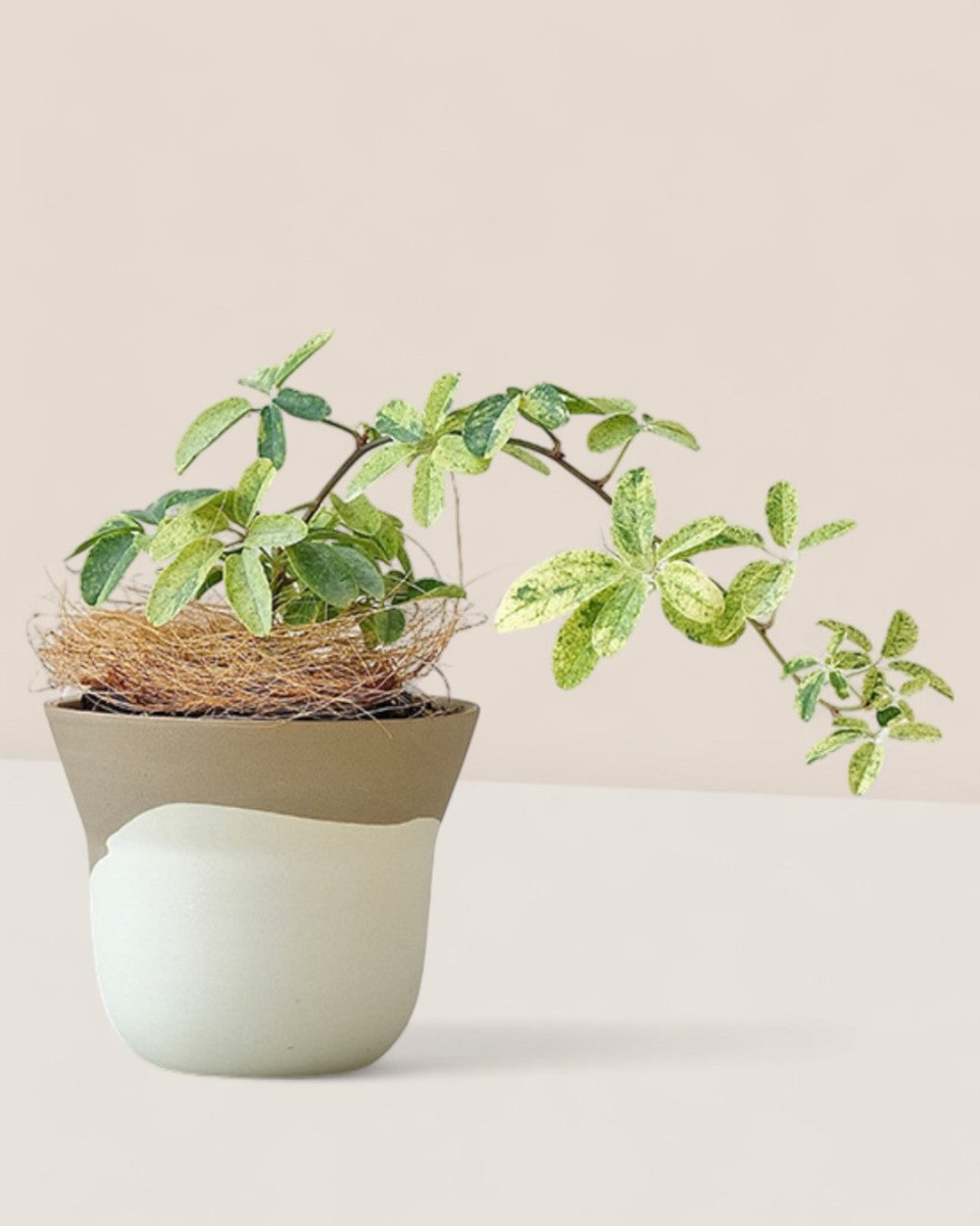 Ripple Duotone Mini - Pots - 5401454694549 - Tumbleweed Plants - Online Plant Delivery Singapore