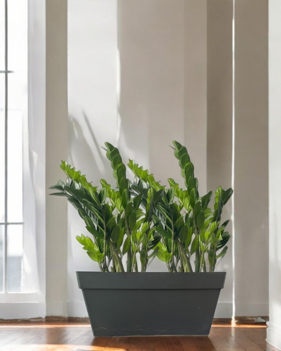 Second Chance: Midnight Planter Box FREE assorted plant - Pots - POTS - SECO - 6839 - Tumbleweed Plants - Online Plant Delivery Singapore