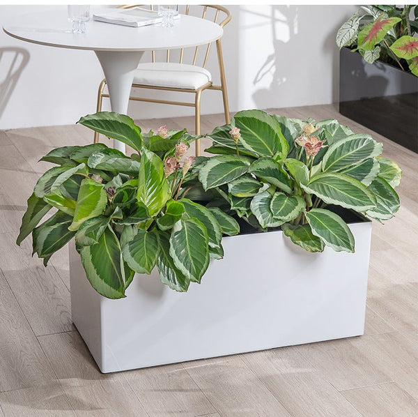THE BOX - Hydroease Planter Box - Planter - 5968400118962 - Tumbleweed Plants - Online Plant Delivery Singapore